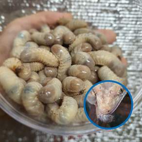 도마뱀 대형파충류먹이용 생물 3령 굼벵이200g 고단백 먹이
