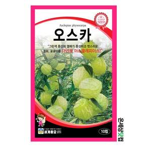 오스카 10립 / 아스클레피아스 꽃씨 화단 꽃밭 정원 베란다텃밭