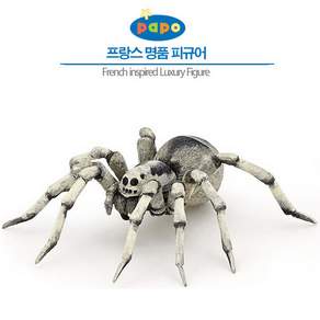 아롬픽 파포타란튤라거미 자연관찰교구