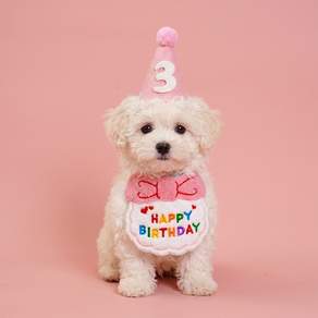 푸키 반려동물 생일 축하 스카프+꼬깔모자+숫자세트