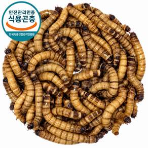 밀웜나라 밀웜