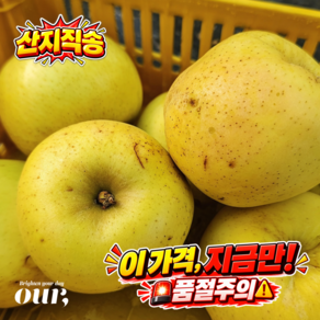 [초특가/산지 수확 후 발송] 아우어 경북 영주 고당도 가정용/못난이 햇시나노골드 사과 3kg 5kg_크기랜덤