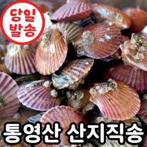 [산지직송] 국산 통영 생물 홍가리비
