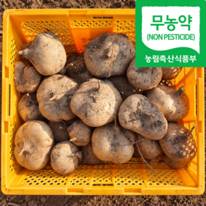 농장직송 무농약 국산 히카마