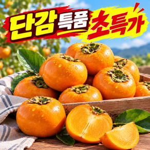 [노마진초특가] 경남 고당도 햇 단감