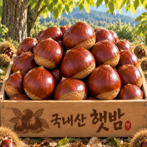 [백화점납품용] 국내산 고당도 햇밤 밤