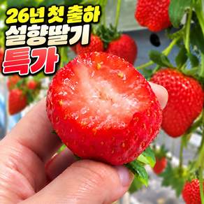 시즌첫출하 과즙가득 14Brix 딸기제철 설향딸기