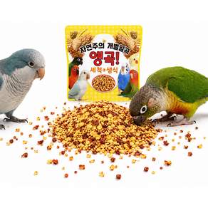 앵무새 간식 세척 볶음 고추씨 사료 먹이