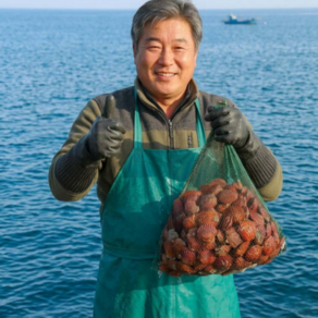 먹사부 통영 산지직송 생물 비단 홍가리비 (캠핑 조개구이 찜용 당일채취)