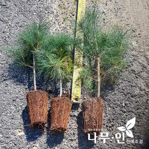 [나무인] 소나무 적송 2년생묘목 4개