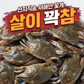 "다담 수산" 조업 서해안 활꽃게 생물