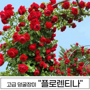 사계 넝쿨장미 나무 3년생 1-2지 독일장미 코데즈