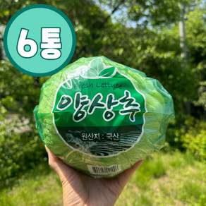 [당일작업] 국내산 양상추 6통 12통 / 개별포장 / 산지직송