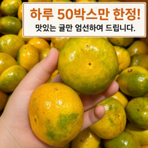 [하루50박스만] 제주 타이벡감귤 고당도 햇귤