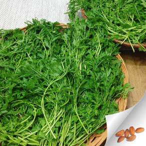영채씨앗 산갓 향갓 국내산씨앗 2000알 garden cress seed