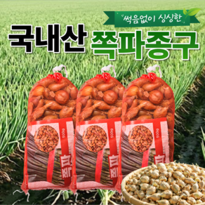 쪽파 종구 500g - 국산 쪽파 씨앗 쪽파씨