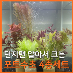[수초농부] 달팽이 없는 포트수초 랜덤 4종 키우기 쉬운 초보