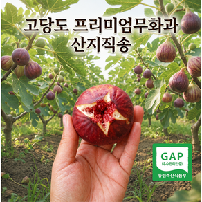 2026 영암 GAP인증 프리미엄 꿀무화과 당일수확 산지직송 고당도 생무화과 국내산 제철과일
