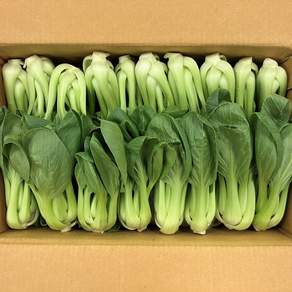 보라팜스 클릭마켓 국내산 청경채 2kg 마라탕 샤브샤브 용, 1개