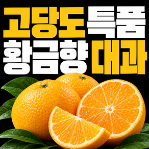 제주 고당도 제철 황금향 대과 선물1위
