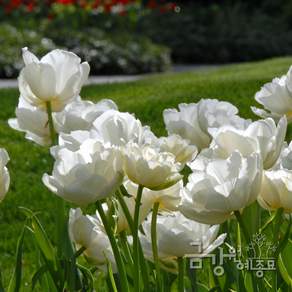 튤립(Tulip) 추식구근(1set 5구) 블랙&화이트 컬렉션 특별한 색감의 튤립 품종
