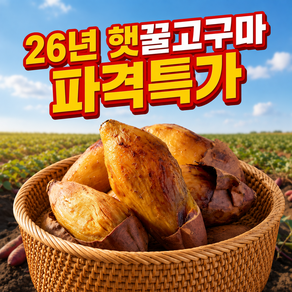 [산지특상품] 해남 햇 꿀고구마 고구마