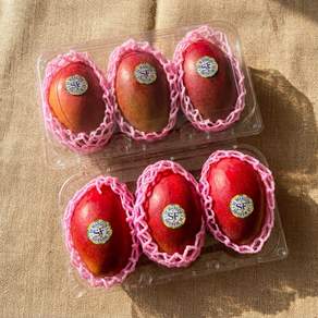 [창고직영] 애플망고 고당도 mango 품질선별