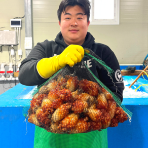 동해 남해 국내산 멍게 활멍게 안깐멍게 꽃멍게