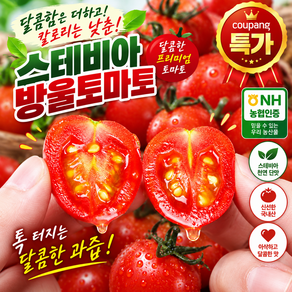 [농협인증] 달콤한 스테비아 방울토마토 토망고 단마토