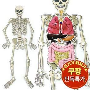 SA 인체골격 내부장기모형(10인 세트)