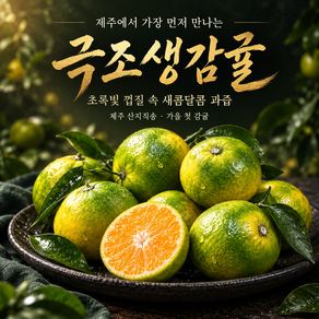 [로얄과] 산지직송 고당도 제주 극조생감귤