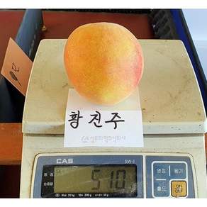 황진주복숭아나무 분묘 유실수묘목 딱딱이복숭아 황도복숭아나무