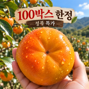 [26년첫출하] 고당도 햇 단감 국내산 농가직송