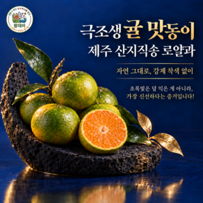 [2026 첫수확] 제주 노지 극조생감귤 로얄과 겨울까지 기다리지 마세요