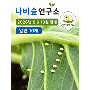 (배추흰나비알10개 나비알만) 나비키우기 곤충키우기 배추흰나비알 초등과학관찰 나비알부화 나비숲연구소 나비알