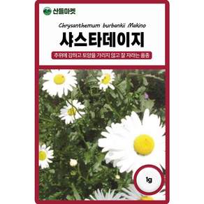 다농 샤스타데이지씨앗