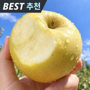 [2026 시즌베스트] 시나노 골드 사과