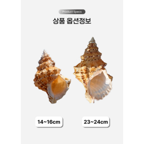 선호그룹 소라껍데기 소라 조개 소라게 쉘 껍데기 껍질 수족관 수조 어항 장식 오브제 인테리어 꾸미기 장식품