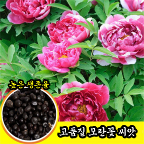 [높은생존율] 모란꽃 씨앗 꽃의 여왕 모란 씨앗, 50알, 50알, 사진참조