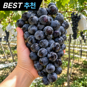 특품 초고당도 농장직송 국내산 머루포도