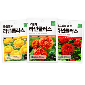 주주씨앗 F1교배종 라넌큘러스 씨앗 3종세트 옐로 오렌지 레드 컬러 화려한 키작은꽃 꽃씨앗