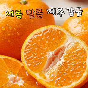 [안심선별] 산지직송 제주 감귤 초고당도 노지귤