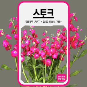 스토크 씨앗 20립 레드 사이버가든 씨 꽃씨앗 꽃씨 화단 비단향꽃무 일년생 겹꽃 고급종
