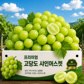 [특상품한정판매]고당도 20Brix 산지직송 정품 샤인머스캣