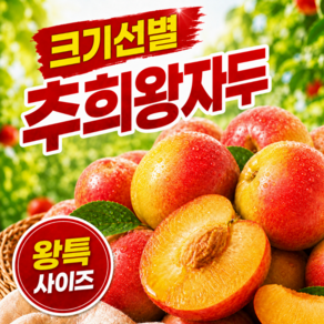 [한알150g] 크기보장 고당도 왕특 제철 추희 자두 크기선택