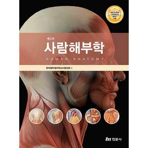사람해부학