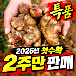 [작년1톤판매] 햇흙생강 특품 국산 생강