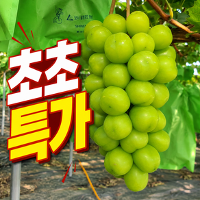 [100박스 한정] 제철 초고당도 샤인머스켓