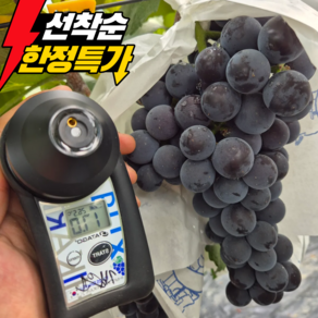 [선착순한정할인] 산지직송 당도높은 캠벨포도