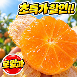[오픈파격특가] 고당도 제주 귤 밀감 감귤